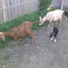 4 goats in Angels run 09-13-08_1824[1]